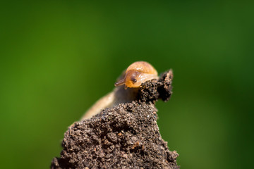 A beautiful slug with a green background. closeup of a snail.
