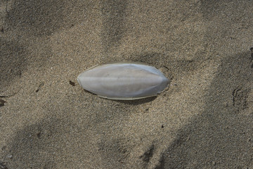 Formentera 2019 - Spiagge - Osso di seppia