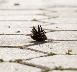 one pine cones on the sidewalk in the park.