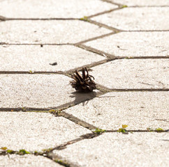 one pine cones on the sidewalk in the park.