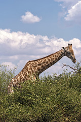 Giraffe eats the leaves of a bush Chobe National Park Botswana