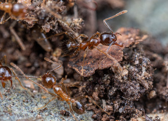 Pheidole megacephala, the invasive coastal brown ant (or, big-headed ant) on a foraging trail