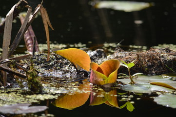 water lily in pond