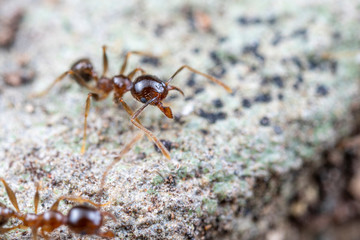 Pheidole megacephala, the invasive coastal brown ant (or, big-headed ant) on a foraging trail