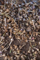 drying garlic in a cool dry place