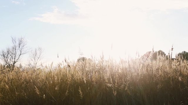 Campo de espigas en el atardecer