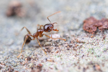 Pheidole megacephala, the invasive coastal brown ant (or, big-headed ant) on a foraging trail