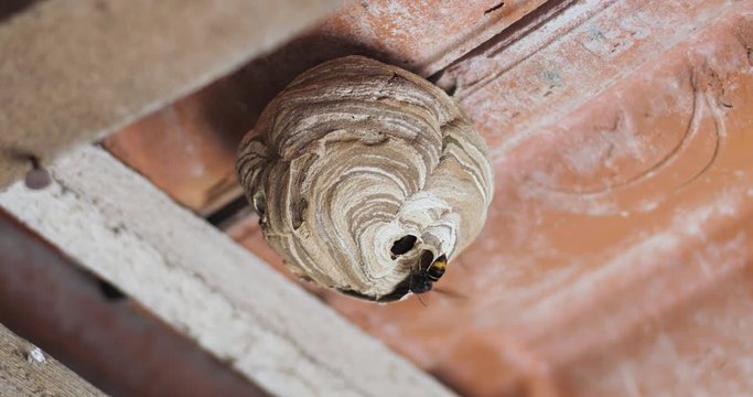 Frelon asiatique sortant de son nid