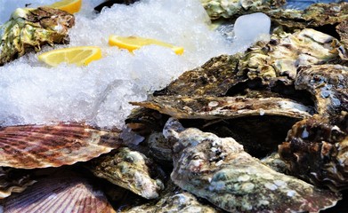 closed oysters on ice, delicacies of the sea