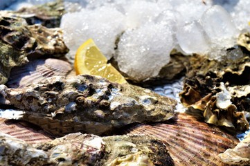 closed oysters on ice, delicacies of the sea