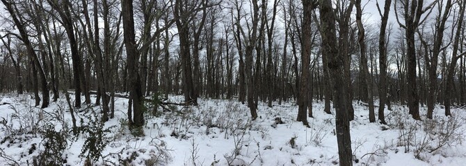 El bosque de invierno congelado