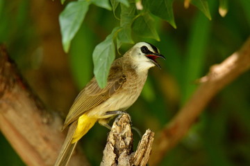 bird