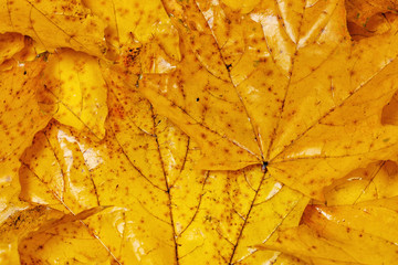 many autumn yellow maple leaves with patterns 