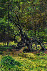 Amazing root of a fallen tree of fancy shape. Like a creature from a fairy tale. Around the dense forest. A lot of moss and grass. Fabulous green shades.