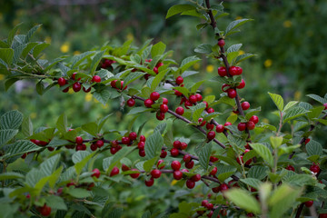 Cherry branches with large red berries.