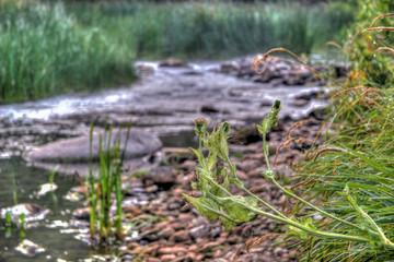Spiderweb on the thorn against the background of a small river with stones along the banks and grass around. The background is blurred. Selective focus. Green and brown colors. On plants morning dew.