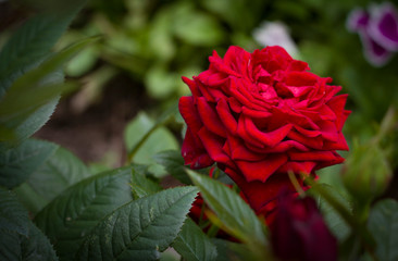  pink roses on a blurred background