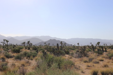 El cálido desierto llama