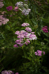 Obraz premium background with small white pink summer flowers