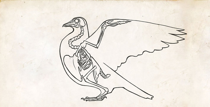Bird drawing anatomy - Skeleton and bones
