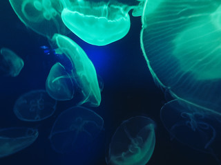 Glowing jellyfish close-up in the aquarium blue color. © volhavasilevich