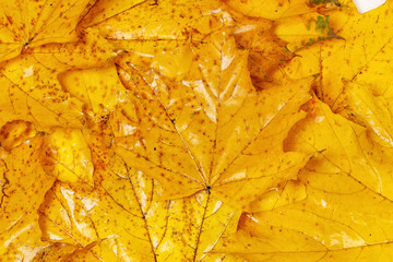 many autumn yellow maple leaves with patterns 