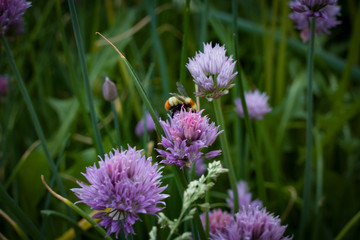 Small forest flowers