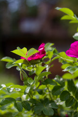  pink roses on a blurred background