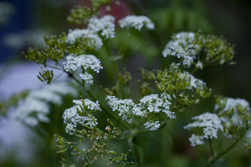 background with small white summer flowers