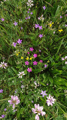 Meadow flowers texture