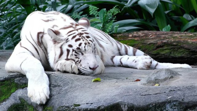 A young white tiger, lying at the ground in asian rainforest.