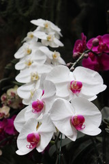 Fototapeta na wymiar white orchids are flowering in the garden.