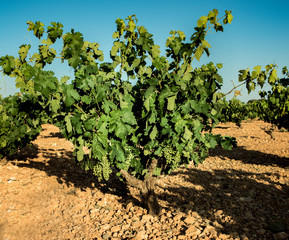 Fototapeta na wymiar vine with green grape before ripening
