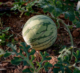 products from an organic garden