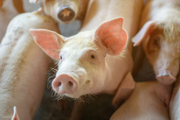 Group of pig that looks healthy in local ASEAN pig farm at livestock. The concept of standardized and clean farming without local diseases or conditions that affect pig growth or fecundity