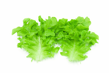 Fresh leaves green oak lettuce isolated on white background  eat for diet  good healthy  nutrition hydroponic vegetable close-up and soft focus