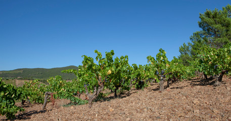Fototapeta na wymiar Languedoc France. Vineyard grapes