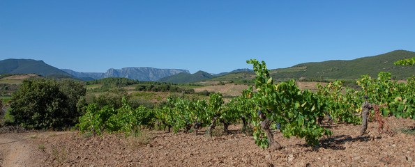 Fototapeta na wymiar Languedoc France. Vineyard grapes