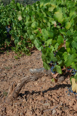 Languedoc France. Vineyard grapes