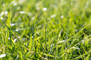 Juicy lush green grass on meadow with sun highlights in the sunny day. Natural summer spring background close-up, copy space.