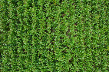 Obraz premium agricultural area flowering green corn fields of farmer aerial top view in Thailand