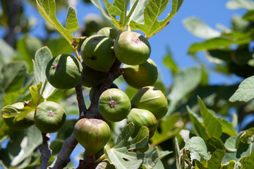 fig tree with fruits