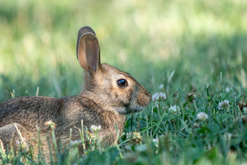 Close up of young rabbit eating clover in garden