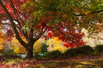 Naklejka premium Green and red coloured tree during autumn.
