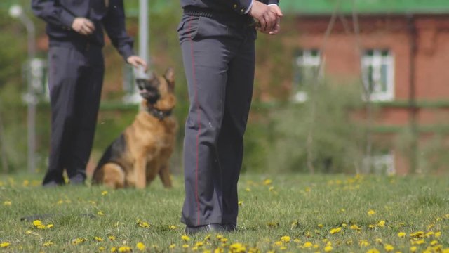Training of a police dog shepherd dog on the lawn, dog training, dog breeding