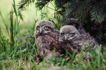 Little Owl Babies, 5 weeks old, on grass