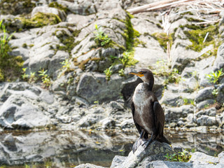 カワウ 野鳥 生物