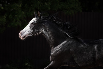Portrait of a black Arabian horse with a long mane in motion on dark background