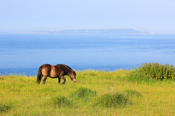 braunes Wildpony an der englischen Küste