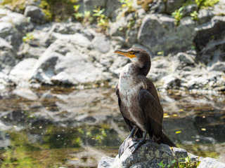 カワウ 野鳥 生物